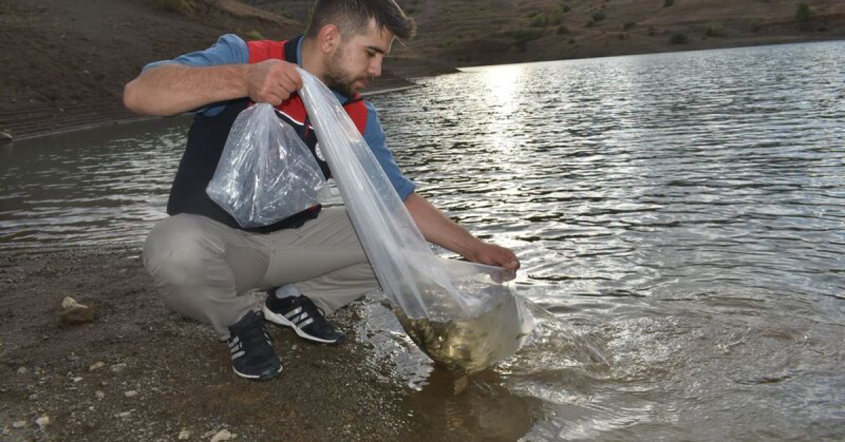 Bayburt'taki göletlere 150 bin sazan yavrusu bırakıldı
