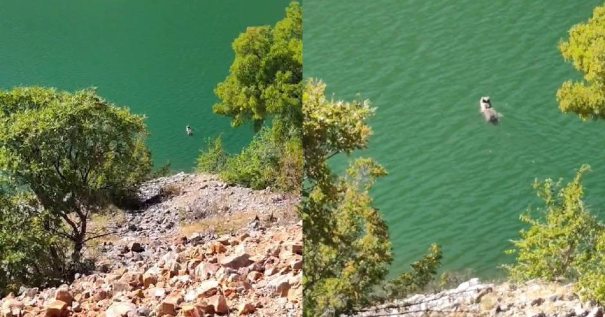 Tunceli'de ayı Keban Baraj Gölü'nde yüzdü