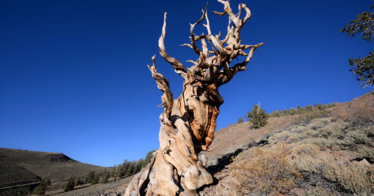 Dünyanın en yaşlı ağacı Methuselah California'da görüntülendi