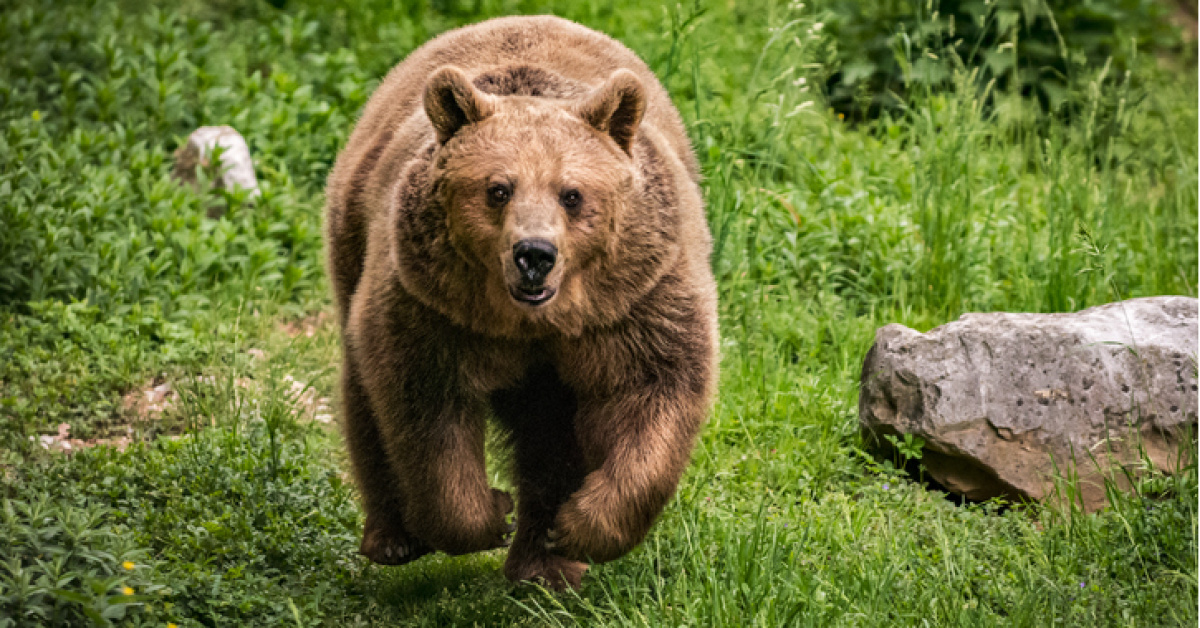 rüyada ayı görmek ne anlama gelir? beyaz, siyah, kahverengi ayı tabiri
