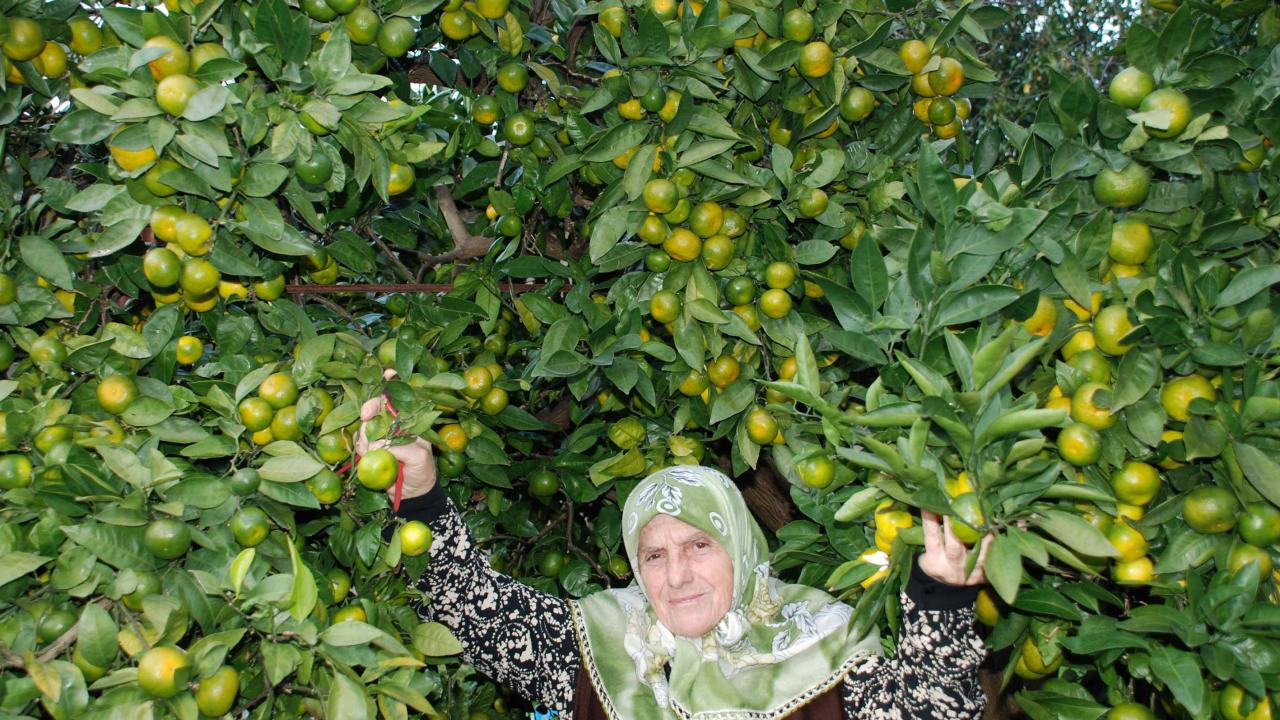Rize'de 10 yıllık çalışmayla 9 yeni tescilli mandalina türü geliştirildi