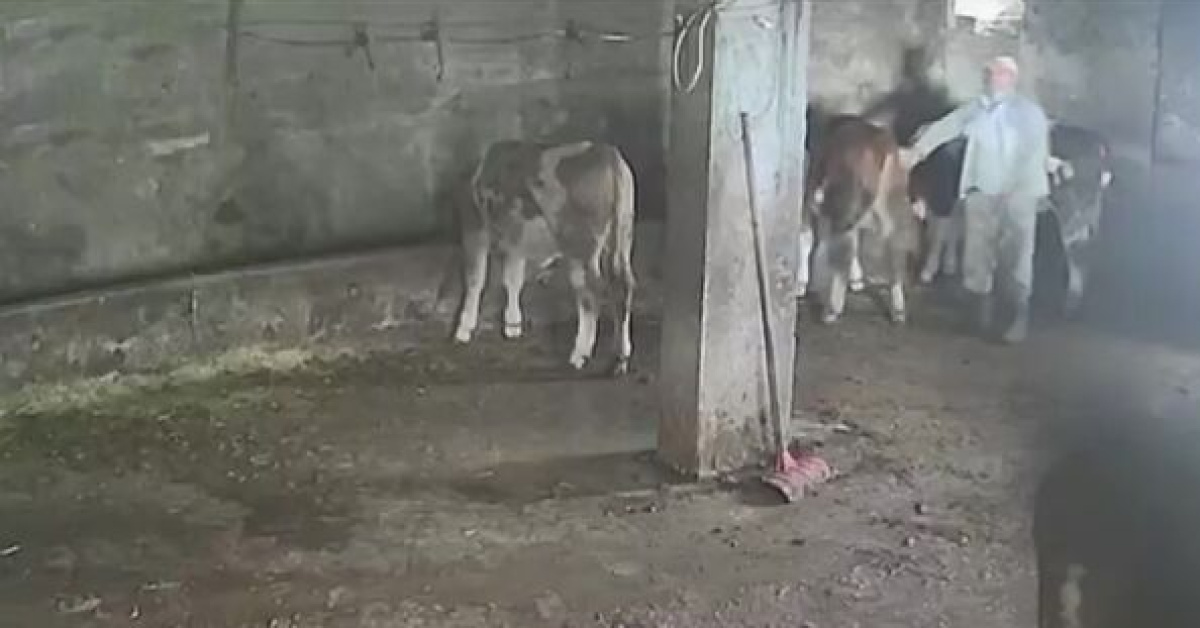 Amasya'da besici Serkan Karakuş'u inek tekmeyle yere düşürdü