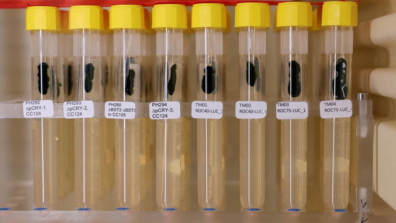 Chlamydomonas yosunu Nobel Ödülü kazandıran araştırmalara nasıl ışık tuttu?