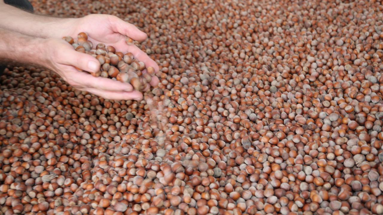 Ticaret Bakanlığı'ndan Ordu ve Giresun fındık borsasına denetim