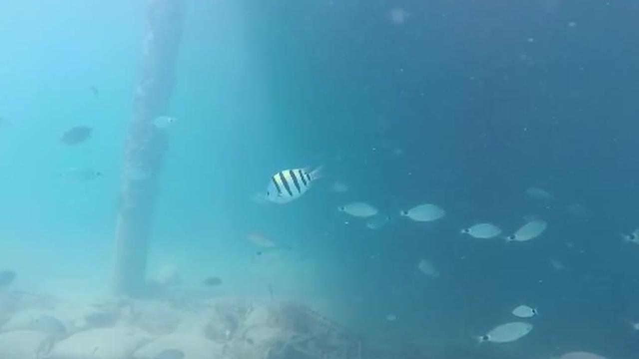 Antalya Körfezi'nde İstilacı Balık Popülasyonu Artıyor