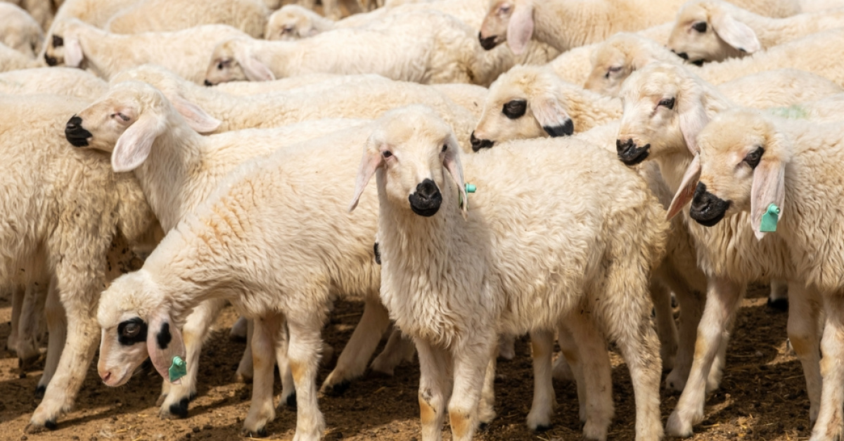 Rüyada kuzu görmek ne anlama gelir? Rüyada beyaz ve yavru kuzu tabiri
