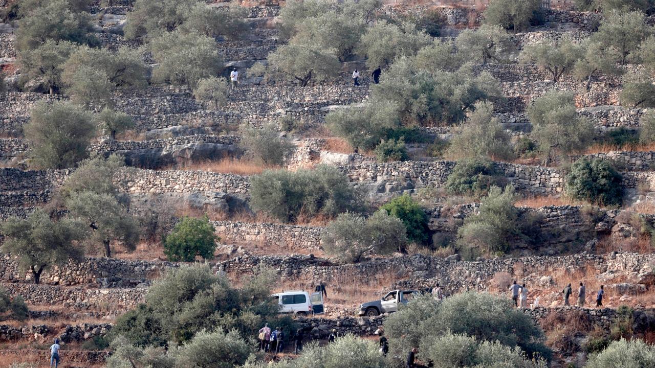 Batı Şeria'da İsrailliler Filistinlilerin Zeytinlerini Çaldı
