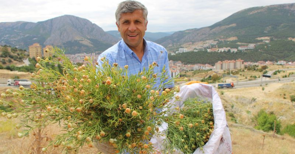 Yozgat'ta nazardan koruduğuna inanılan üzerlik otu satılıyor