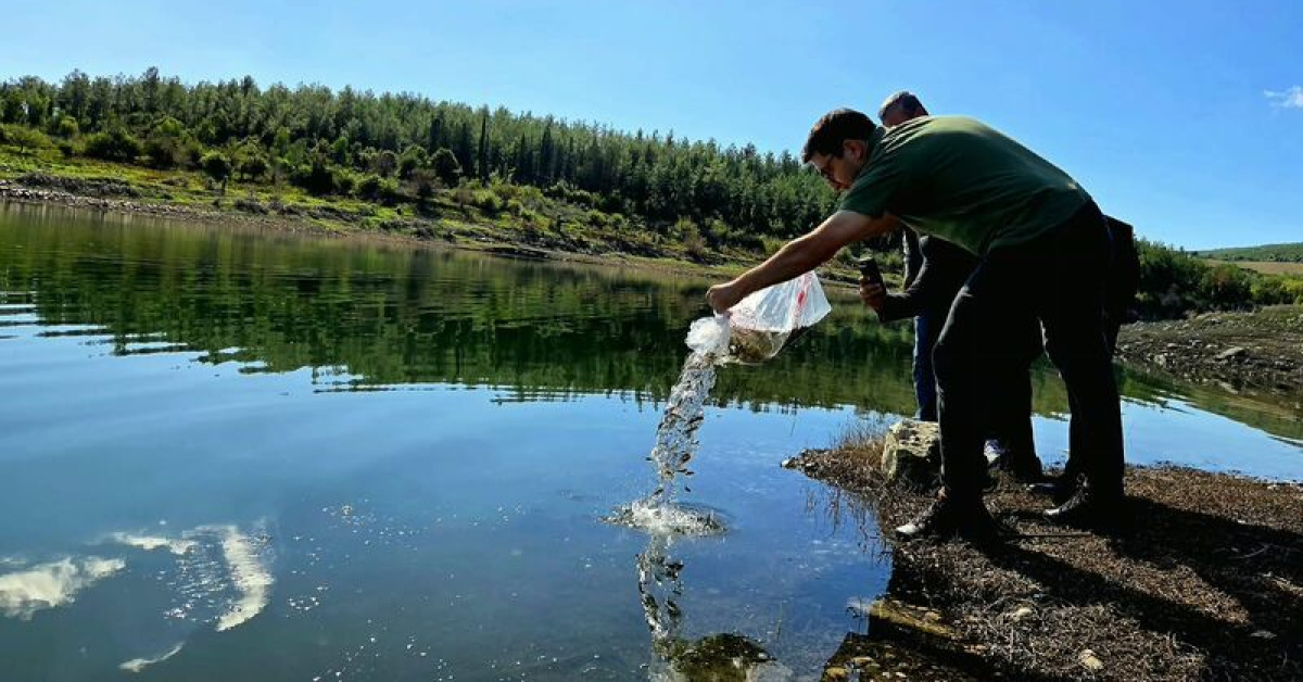 Osmaniye'deki Mehmetli Baraj Gölü'ne 50 bin sazan bırakıldı