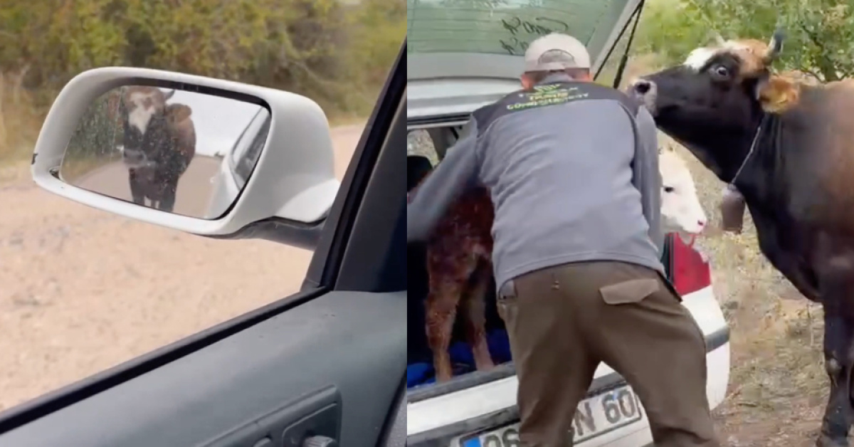 Amasya'da Doğum Yapan İnek Yavrusunun Aracını 3 Kilometre Takip Etti