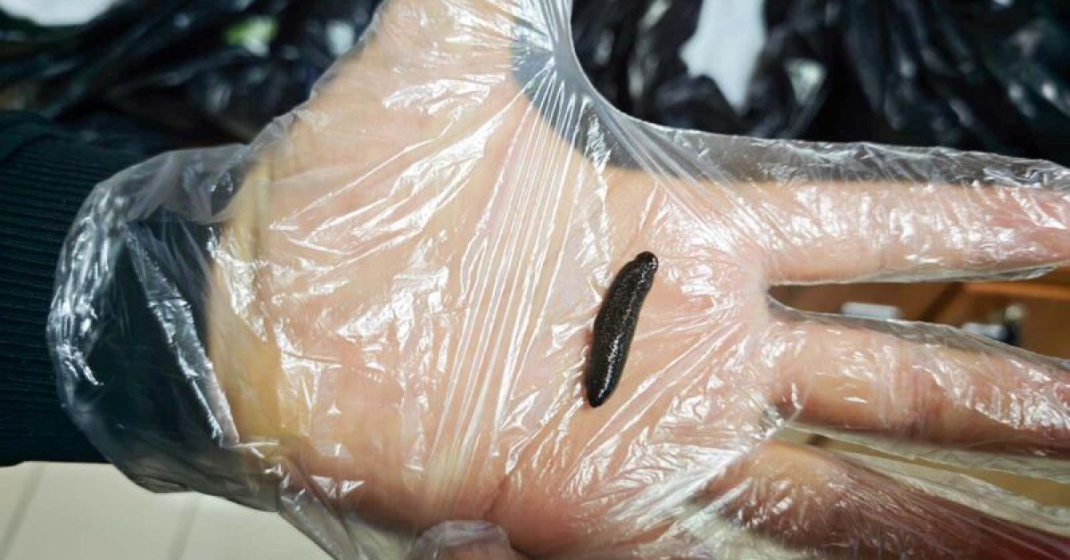 Kayseri'de yasa dışı yollarla getirilen 25 bin canlı sülük ele geçirildi