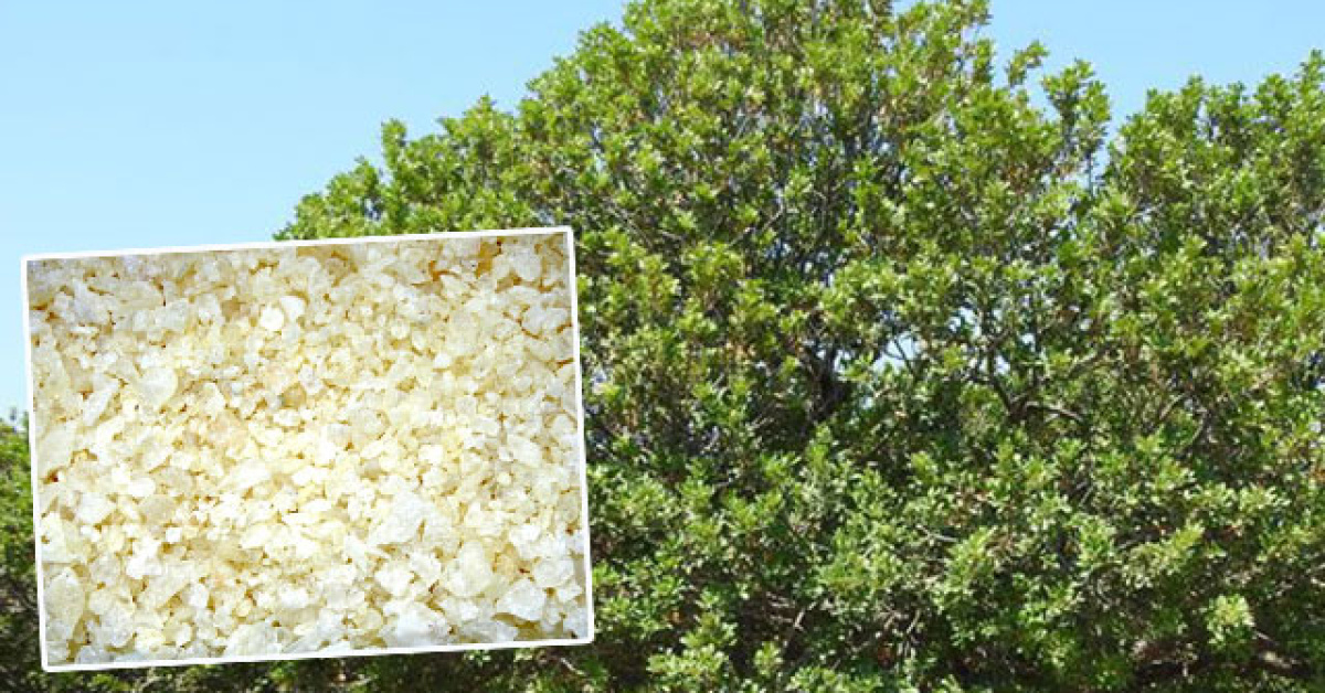 Çeşme damla sakızı hasadı başladı: Kilosu 50 bin TL