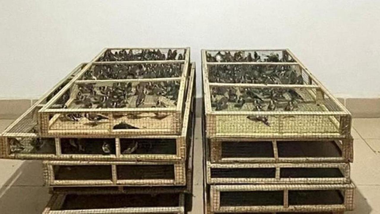 Ankara'da saka kuşu üreten kişiye 1,4 milyon lira ceza