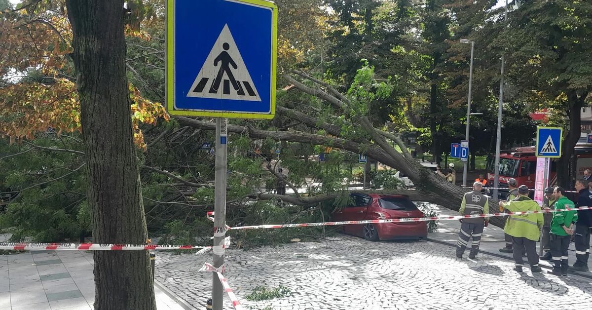 Nişantaşı'nda 40 gün sonra ikinci ağaç devrilmesi