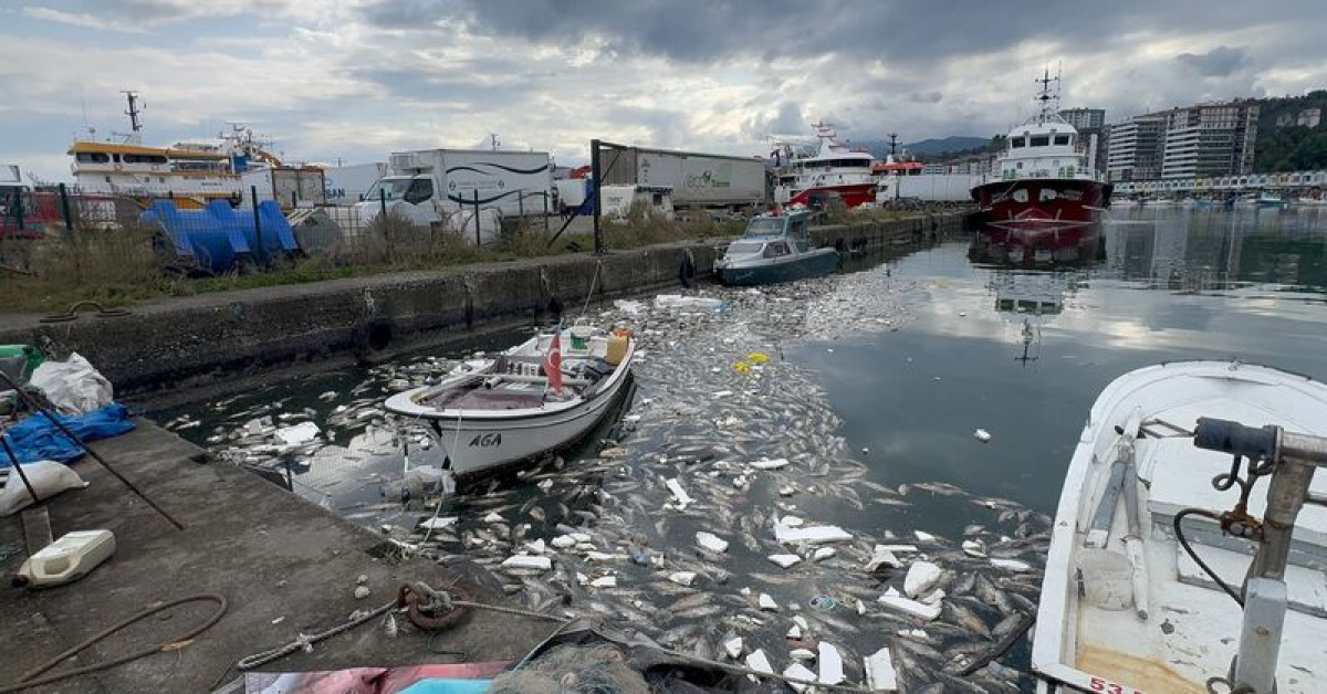 Rize Pazar'da palamut bolluğu çileye dönüştü