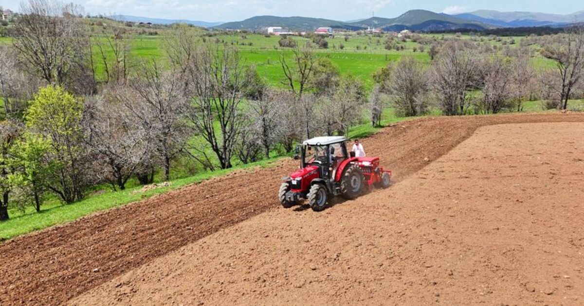 Ordu'da karabuğdayın üretim alanı 545 dekara yükseldi