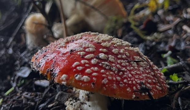 Bursa İl Sağlık Müdürü Çetin'den Mantar Zehirlenmesi Uyarısı