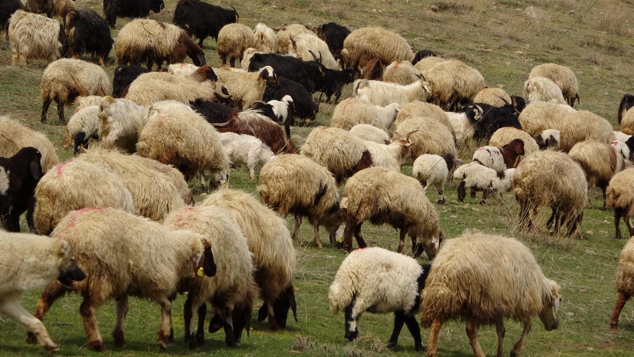 Norveçte Koyun Çiftliğinde En Eski Hayvan Fosili Bulundu