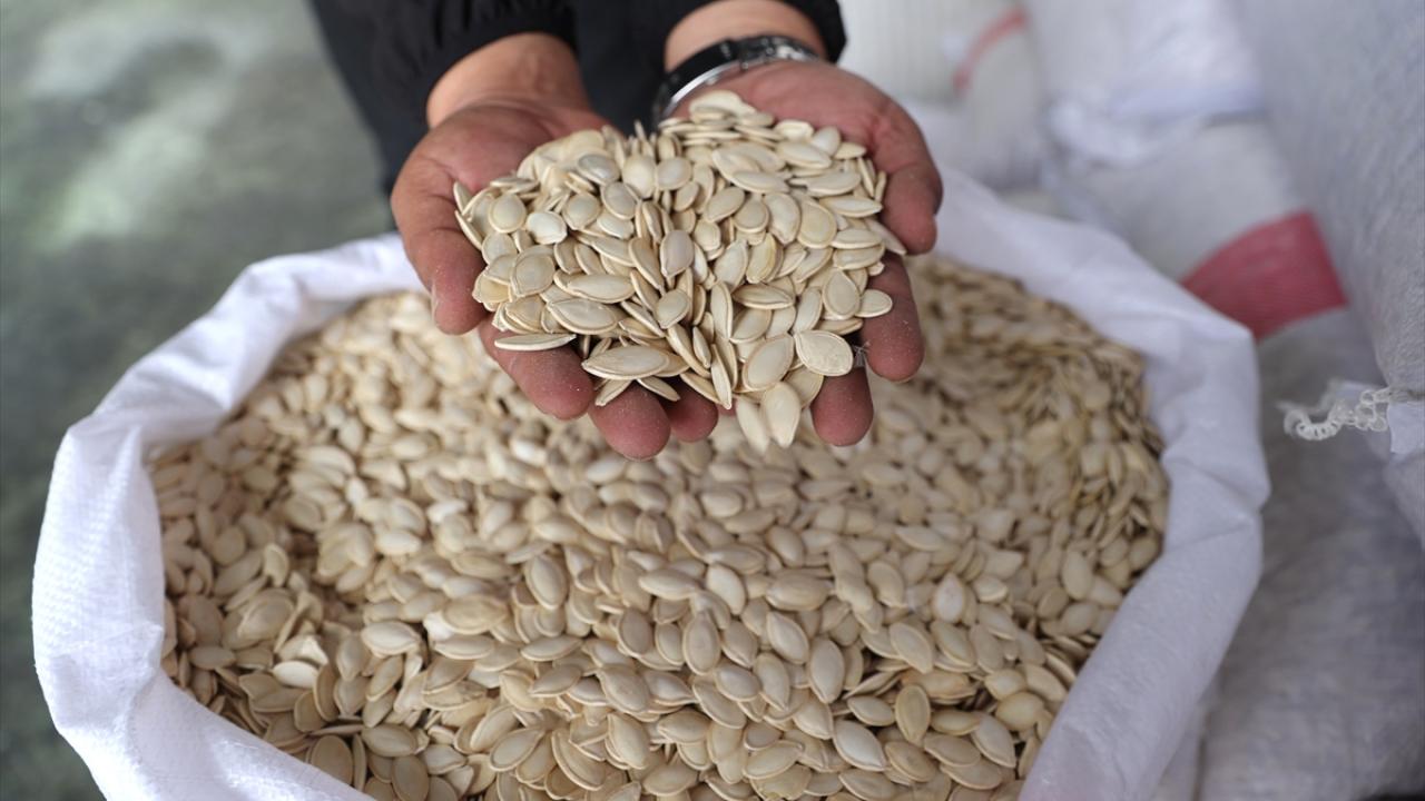 Nevşehir Kabak Çekirdeği Üretim Alanı 405 Bin Dekara Yükseldi