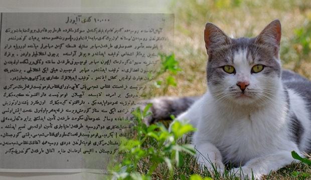 Rus tüccarların Anadolu'dan 10 bin kedi aldığı 103 yıllık arşivde ortaya çıktı