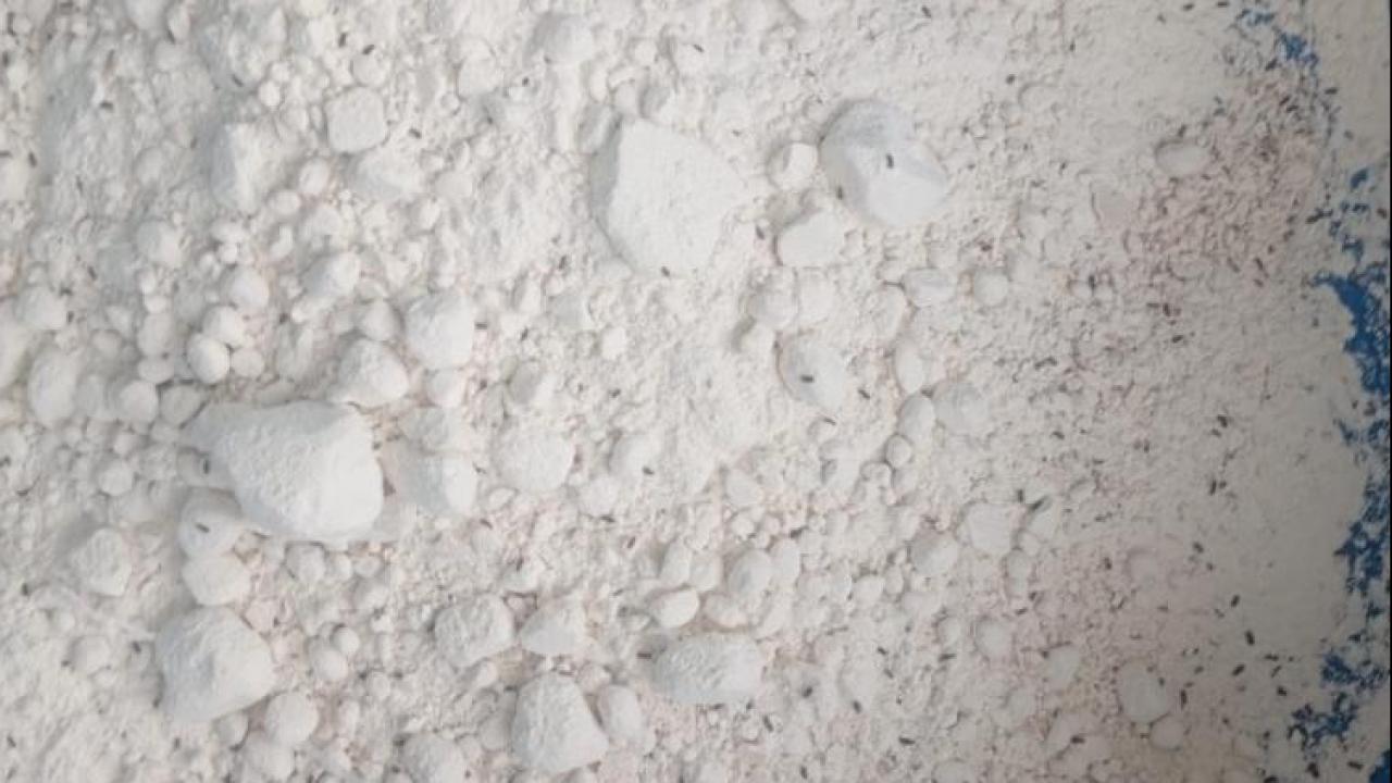 Bartın'da 7,5 ton böceklenmiş un imha edilerek iş yeri mühürlendi