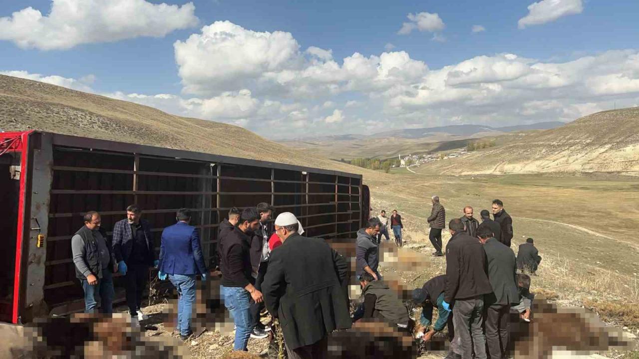 Erzurum Tekman'da hayvan yüklü tır devrildi: 130 küçükbaş telef oldu