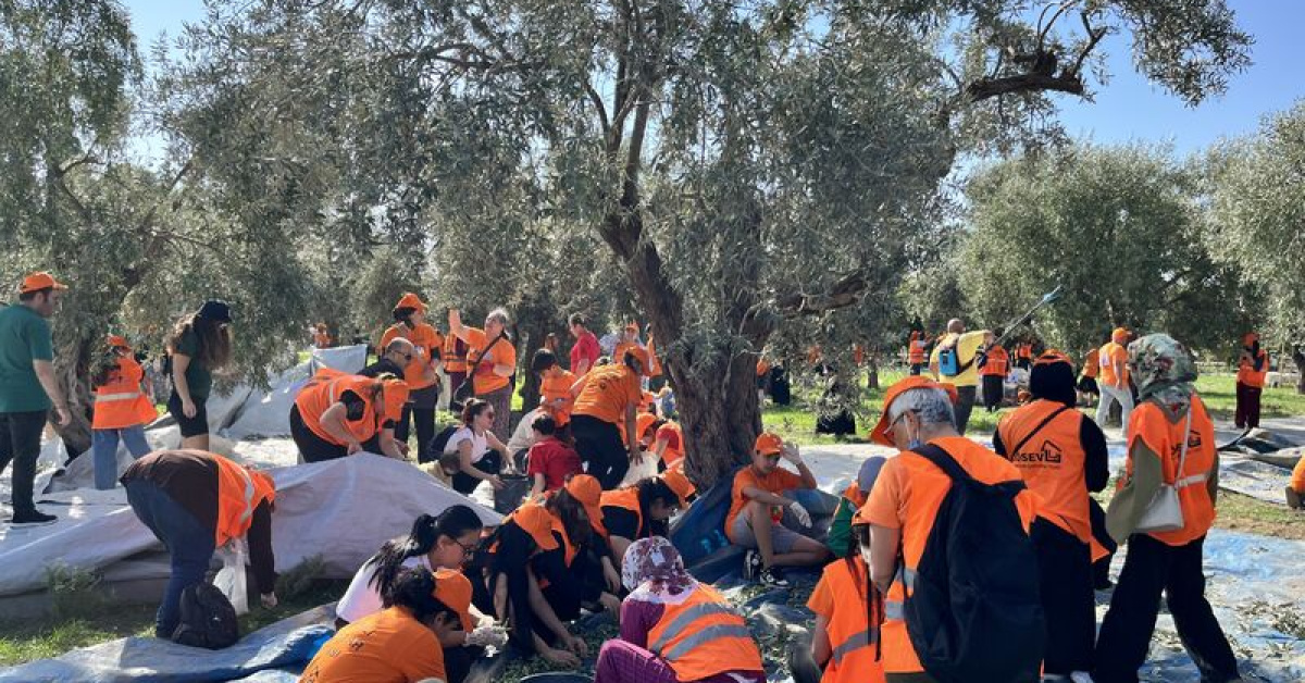 Mersin Tarsus'ta lösemili çocuklar için zeytin hasadı yapıldı