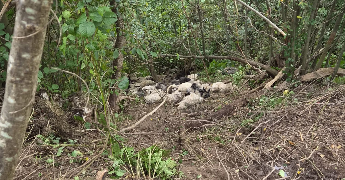 Trabzon Maçka'da yabani hayvandan ürken 184 koyun uçurumdan yuvarlandı