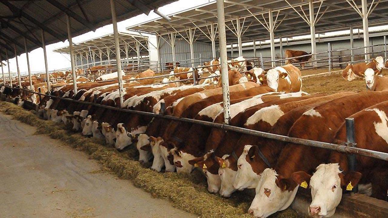2027 Yılında 480 Bin Baş Besilik Erkek Sığır İthal Edilecek