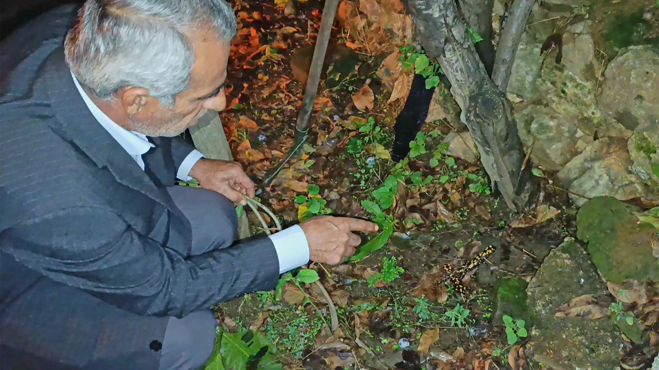 Bitlis'te evinin bahçesinde peş peşe 3 benekli semender gördü