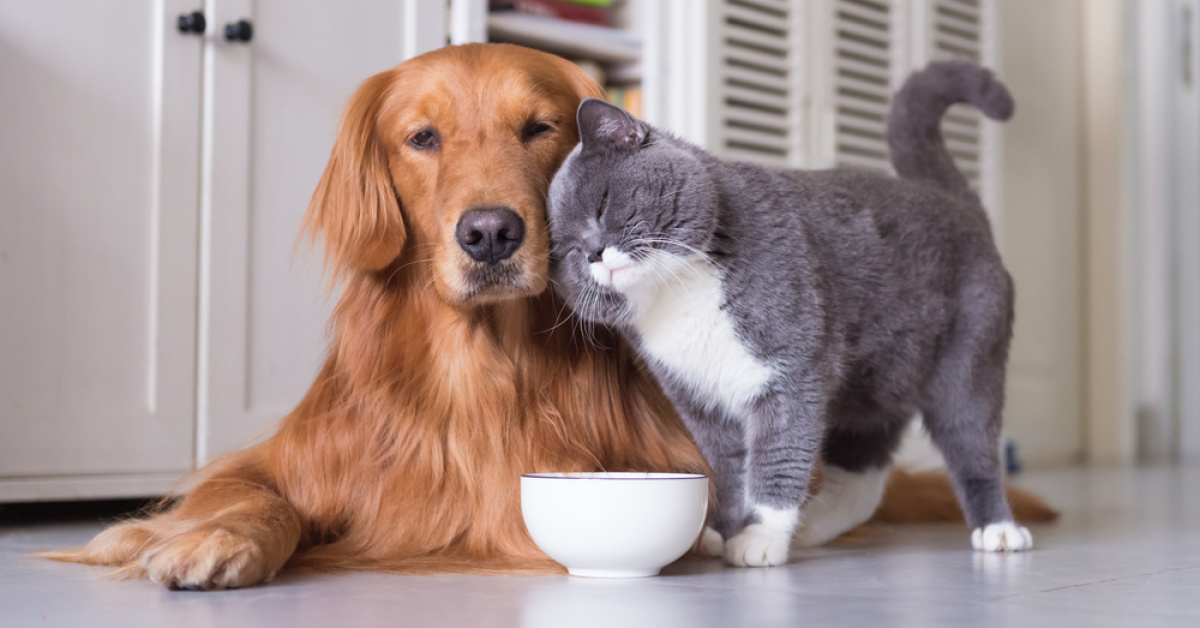 Okula dönüşte kedi ve köpeklerin rutini nasıl değişir?