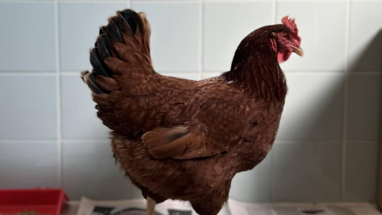 Delaware eyaletinde Batı Nil virüsü için tavuklar devrede