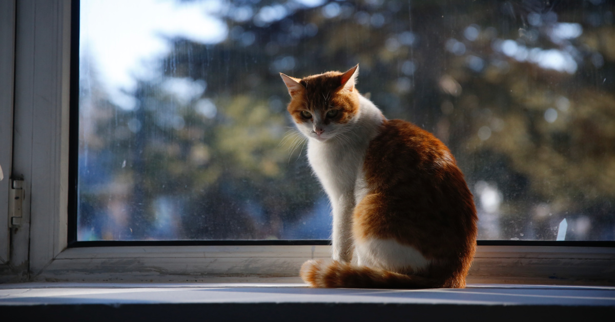Konya'da Kedi Tüyü Kavgası: 2 Yaralı
