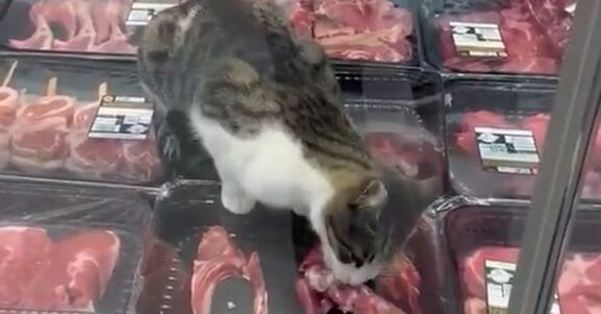 Bursa Mudanya'da marketin kasap dolabına giren kediye ceza