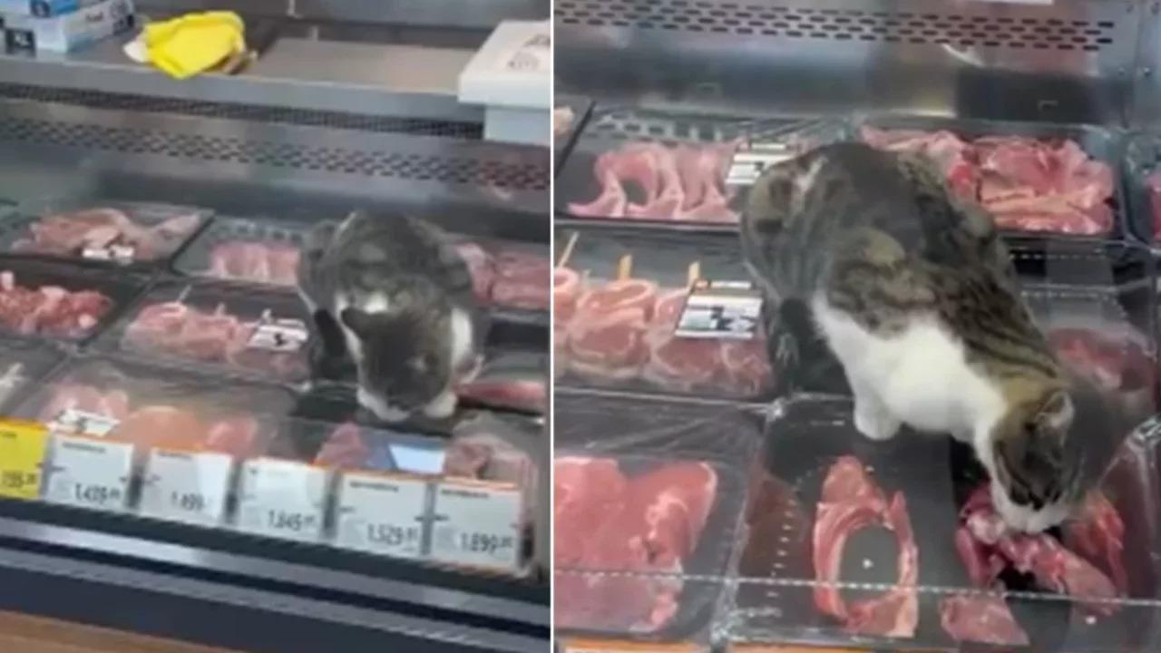 Bursa'da markette et yiyen kedi görüntülerine idari yaptırım
