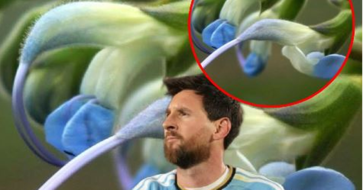 Lionel Messi'nin ismi Peru'da yeni keşfedilen bir bitkiye verildi