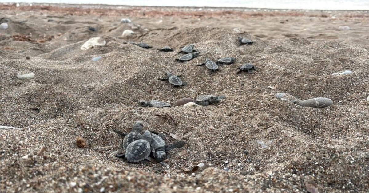 Antalya'da 200 bin caretta caretta yavrusu denize ulaştı