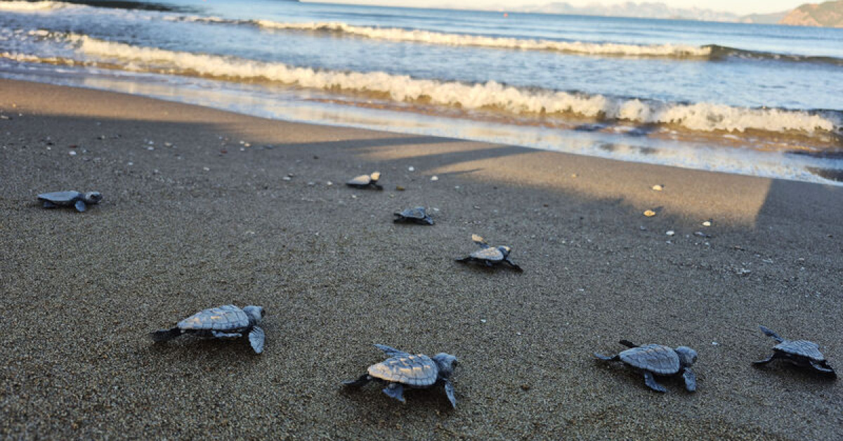 Muğla İztuzu Sahili'nde 30 bin caretta caretta denize ulaştı