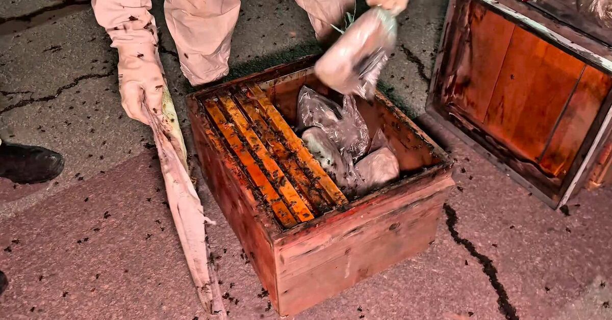 Hakkari'de kovan peteklerinde 91,1 kilo uyuşturucu yakalandı