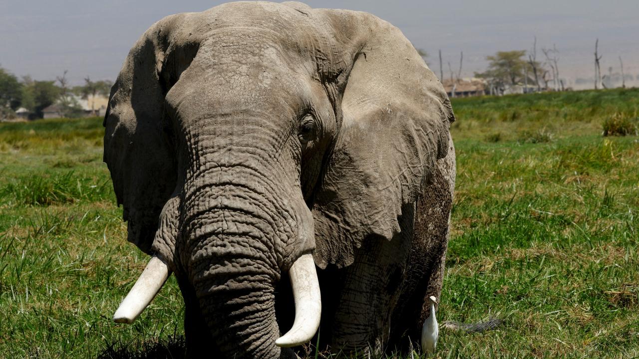 Afrika fillerinin şifalı bitki kullanımı bilimsel olarak doğrulandı