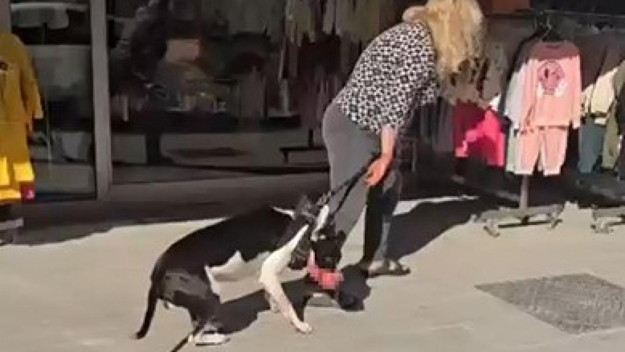 Esenyurt'ta kedi parçalayan köpeğin sahibine 95 bin TL ceza