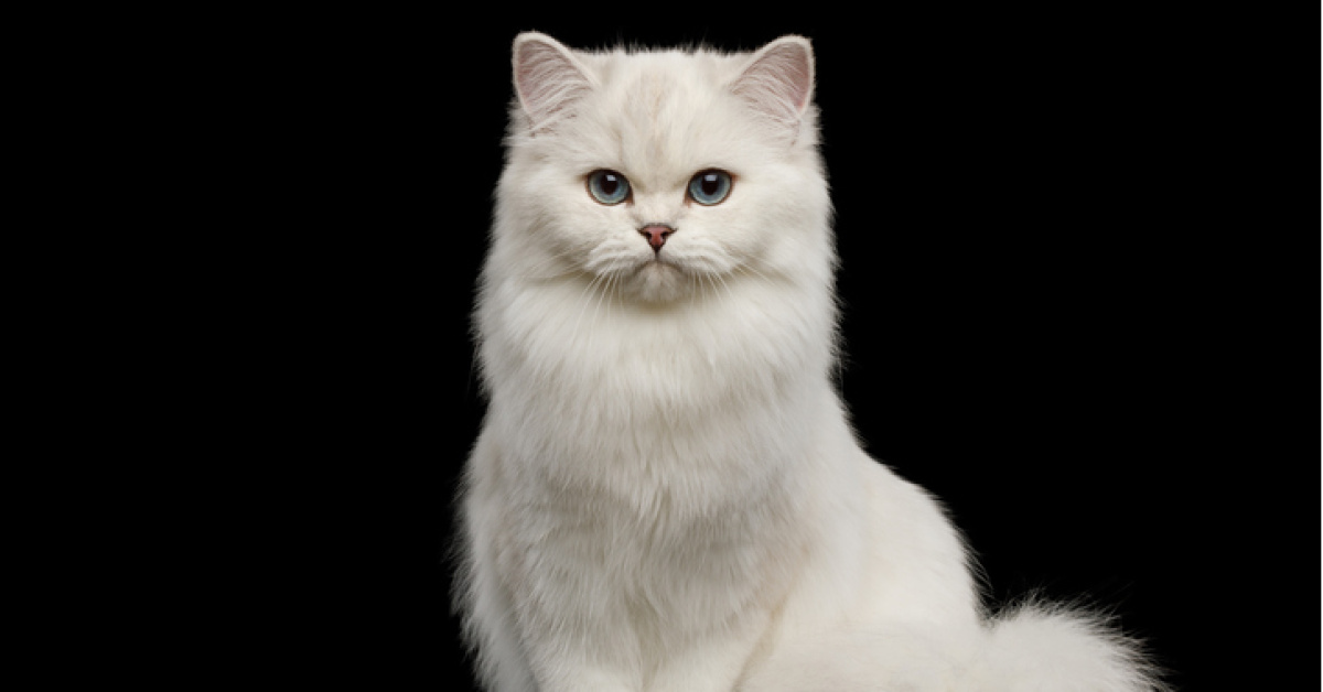 rüyada beyaz kedi görmek ne anlama gelir?
