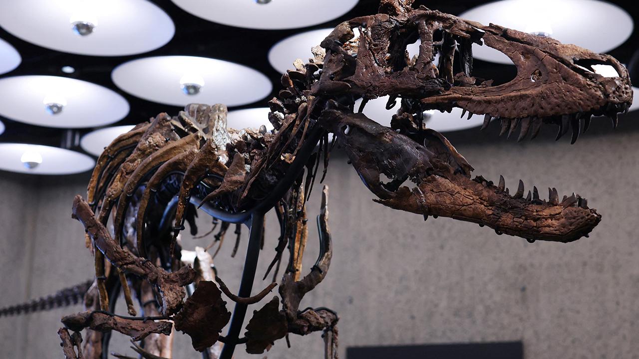 Jodi adlı Nanotyrannus iskeleti New York'ta 47,3 milyon dolara satıldı